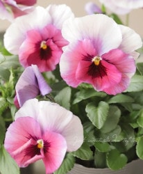 ����臘�������ꥸ�ʥ�ӥ��顡�إ�󥴤λ��� ���Ѥ��餭�� D