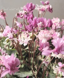 �ߥ˥������󡡡إե����꡼�ԥ� �� ��2024-B�����ס�