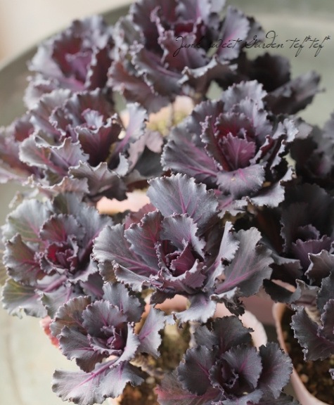 □葉牡丹 『ブラックジュエル』 ブーケ仕立て | すべての商品 | | Junk