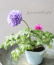 Ȭ�ź餭���ͥ�͡����ۡ��� -��ꥫ-�� 2���餭��A��