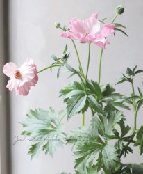 ڰݤ ʥ󥭥饹å꡼ إ١