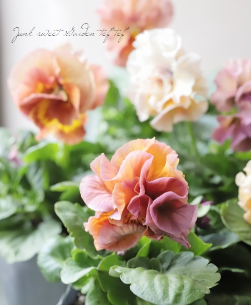 ����¼ζŵ�����Ȭ�ź餭�ѥ󥸡����إץ�󥻥�KEIKO��