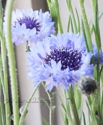 ����ȡ��쥢 (�����)���إ��饷�å��֥롼�١�����������