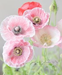 �ݥԡ����إ��󥸥��륯�磻���١�������������