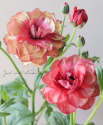 ʥ󥭥饹ɥ륷꡼饻͡إ륭Υ ¿