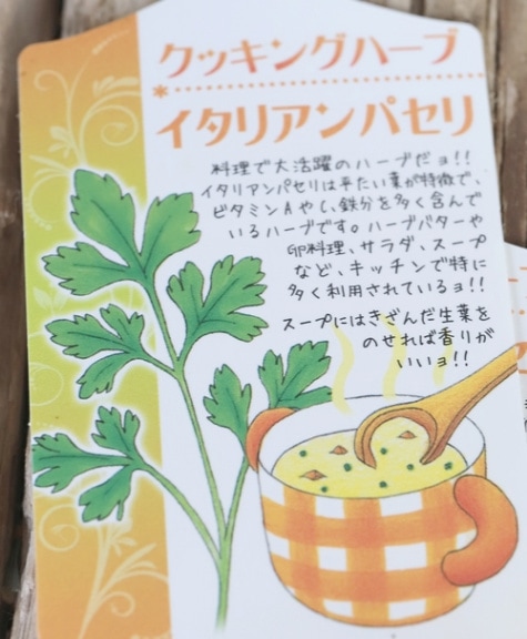 家庭菜園】 『イタリアンパセリ』 | Leaf Species,セリ | | Junk sweet