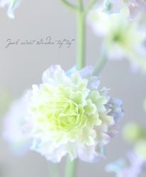 Flower Species,デルフィニウム | Junk sweet Garden tef*tef*