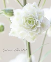 �ǥ�ե��˥��ࡦ�ϥ����������꡼�����إ���С�