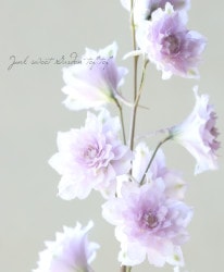 Flower Species,デルフィニウム | Junk sweet Garden tef*tef*