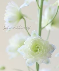 Flower Species,デルフィニウム | Junk sweet Garden tef*tef*