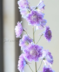 �ǥ�ե��˥��ࡦ�ϥ����������꡼�����إܥ����