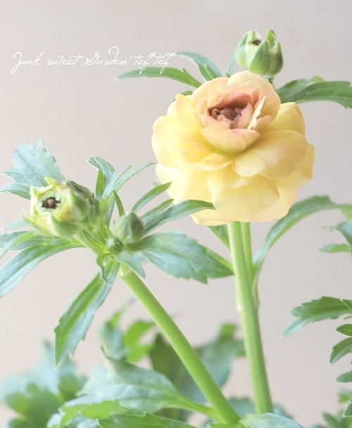 ふみブー■花苗ラナンキュラスラックスシリーズ■アポロン&ペネロペ ふみブー様専用□花苗ラナンキュラスラックスシリーズ□アポロン