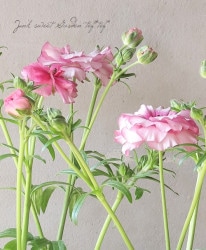 ʥ󥭥饹å꡼إԥ١