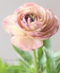 ʥ󥭥饹å꡼إإƥ١