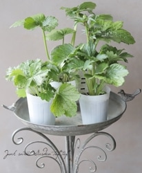 ʥ󥭥饹å꡼إʥ١