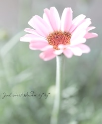 �������󥻥ޥࡡ�إץ�ޥꥢ��