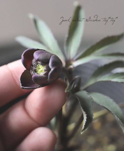 クリスマスローズ 000000021743_chA5Hze.jpg