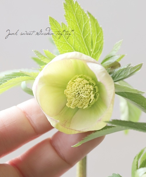 大和園】 クリスマスローズ 『カップ咲きクリームピコティ』 2025【No