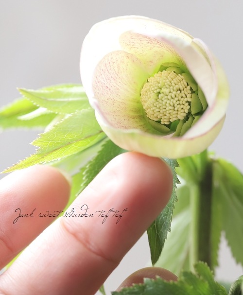 大和園】 クリスマスローズ 『スポットシングル (フレックルキス交配