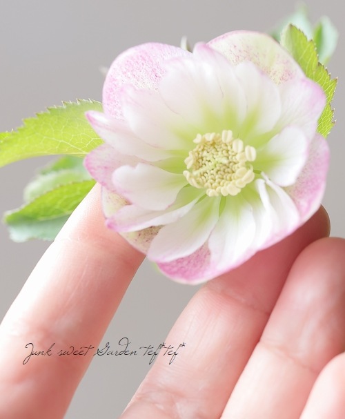 大和園】 クリスマスローズ 『フレックルキス』 2025【No.13