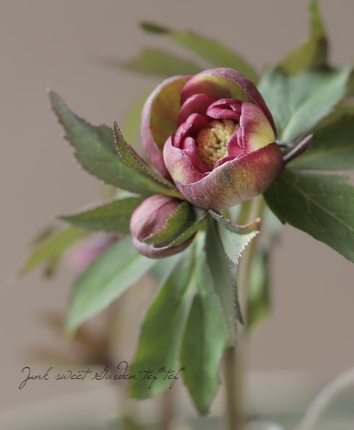 大和園】 クリスマスローズ 『チョコレートベール』 2025【No.14