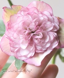 ���ꥹ�ޥ���������������ݸ��ۡ�Ķ¿�ۥ��֥�� 2025��No.28��