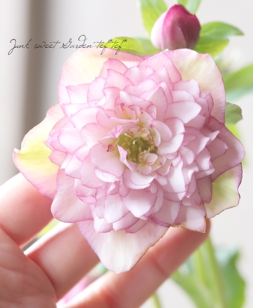 クリスマスローズ 『川久保交配・多弁ダブル』 2025【No.30】 | すべて