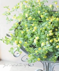 ڲաۥȥեꥦࡦۥåץĥ᥯ إܥ βΥС