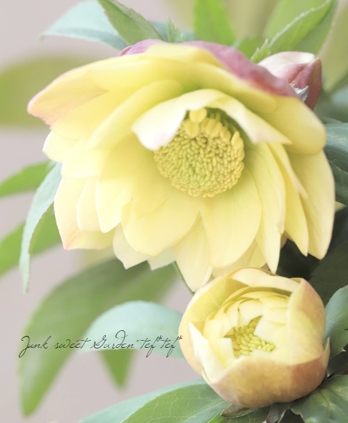 三浦孝之氏・クリスマスローズ 『イエロー・アップル系（Fairies