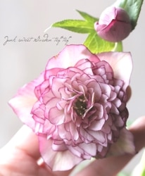 Flower Species,クリスマスローズ | Junk sweet Garden tef*tef*