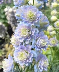 �ǥ�ե��˥��ࡦ�ϥ����������꡼�����إɥ꡼�ॻ�󥻡�������