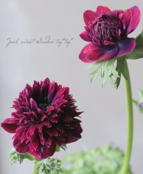 Ȭź餭ͥ͡إ󥢥ꥹ١ڥ磻ϡ