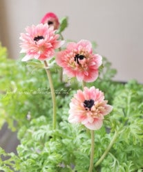 Ȭź餭ͥ͡إ󥢥ꥹ١ڥϡ