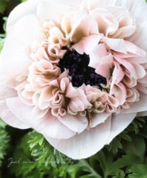 Ȭź餭ͥ͡إ󥢥ꥹ١ڥԥ󥯷ϡۡϾʤ30off