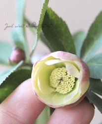 Flower Species,クリスマスローズ | Junk sweet Garden tef*tef*