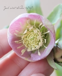 �����±�� ���ꥹ�ޥ����������إԥ󥯥��󥰥�١�2025��No.58��