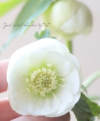 �����±�� ���ꥹ�ޥ����������إ��֥�ۥ磻�ȡ١�2025��No.60��