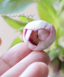 �����±�� ���ꥹ�ޥ����������ؾ��طϥѥ��ƥ�å���١�2025��No.64��