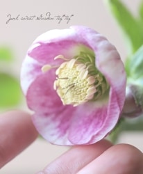 �����±�� ���ꥹ�ޥ����������إѥ��ƥ�å��她�ȥ쥤��١�2025��No.66��