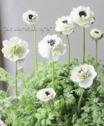 Ȭź餭ͥ͡إ󥢥ꥹ١ڥۥ磻ȷϡ