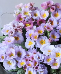 Х餭ץ顦ꥢ󡡡إͥåȡ֥ȥ顼١C