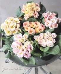 Х餭ץ顦ꥢ󡡡إͥåȡ֥ȥ顼١D