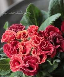 Х餭ץ顦ꥢ󡡡إͥåȡ֥ȥ顼١E