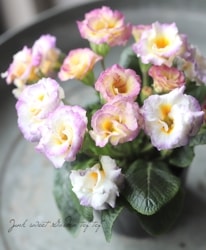 Х餭ץ顦ꥢ󡡡إͥåȡ֥ȥ顼١F