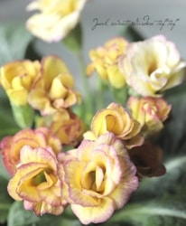 Х餭ץ顦ꥢ󡡡إͥåȡ֥ȥ顼١G