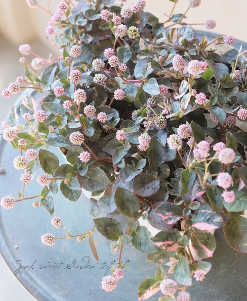 斑入りポリゴナム 『ピンク』 | すべての商品 | | Junk sweet Garden