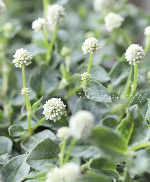 ポリゴナムご相談 ポリゴナムご相談 ポリゴナム🌸「2025記録 1月〜6月🌷」の