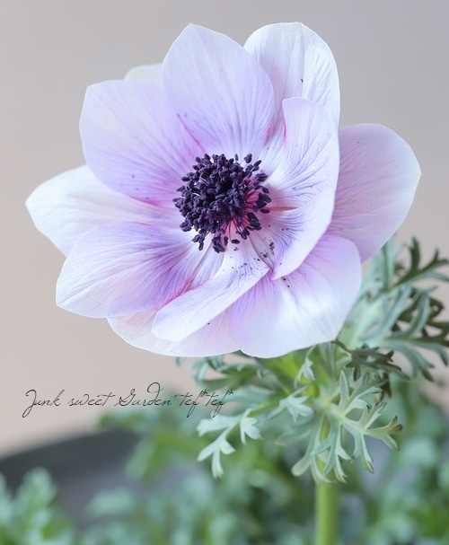 アネモネ 『アンアリス』 【一重咲き】 | すべての商品 | | Junk sweet