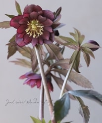 Flower Species,クリスマスローズ | Junk sweet Garden tef*tef*