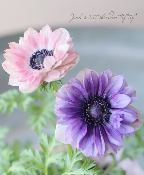 八重咲きアネモネ 『アンアリス』 【2色咲き】 | すべての商品